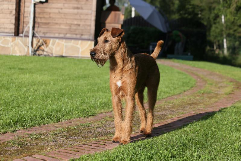 GOLDEN HAPPYNESS UILL | Irish Terrier 