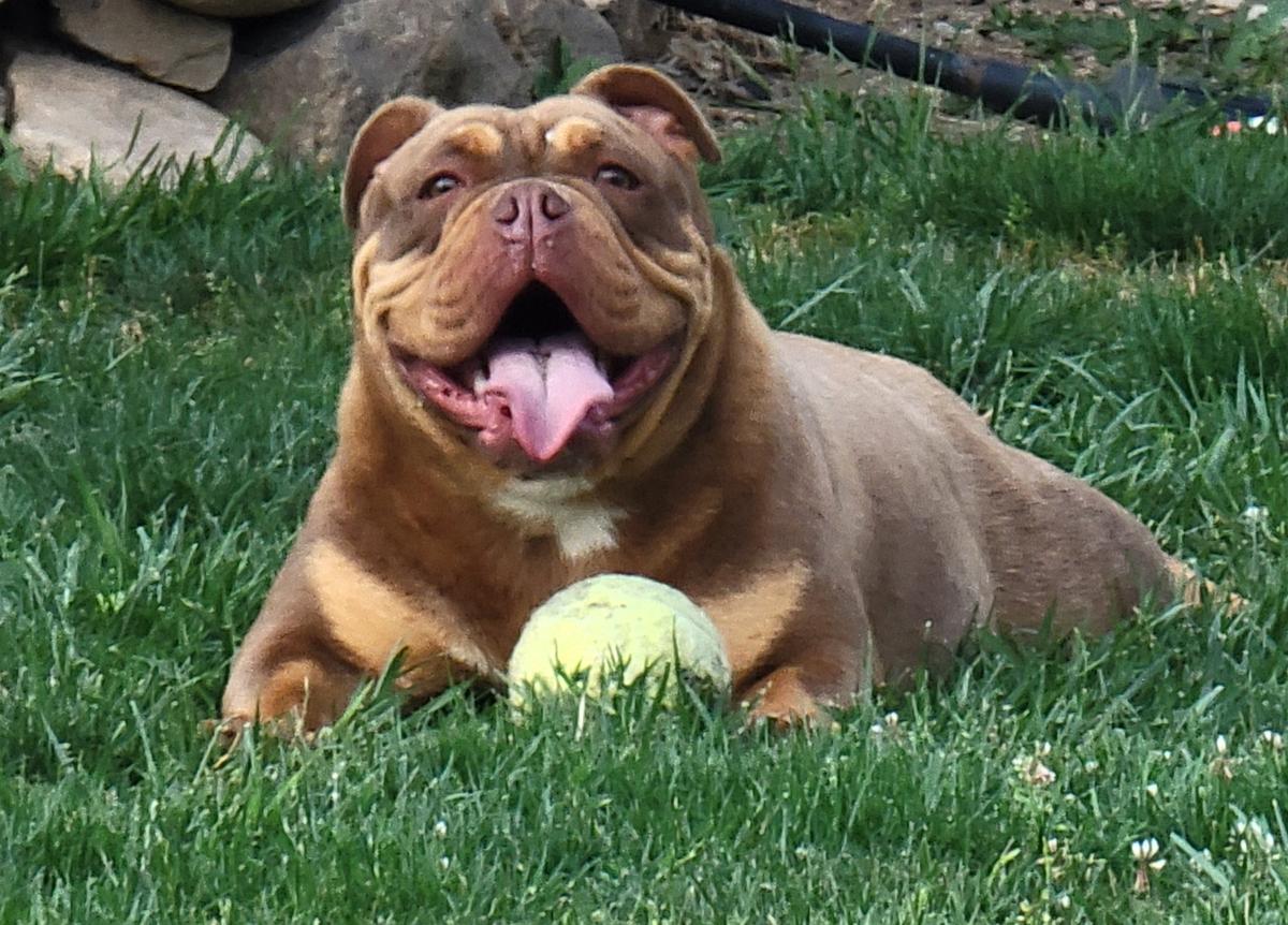 Showstopper's Taboo | Olde English Bulldogge 