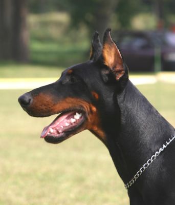 Hellen Hunt Morgantina | Black Doberman Pinscher