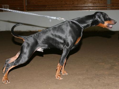 Aegishjalms Galdurs Thrymur | Black Doberman Pinscher