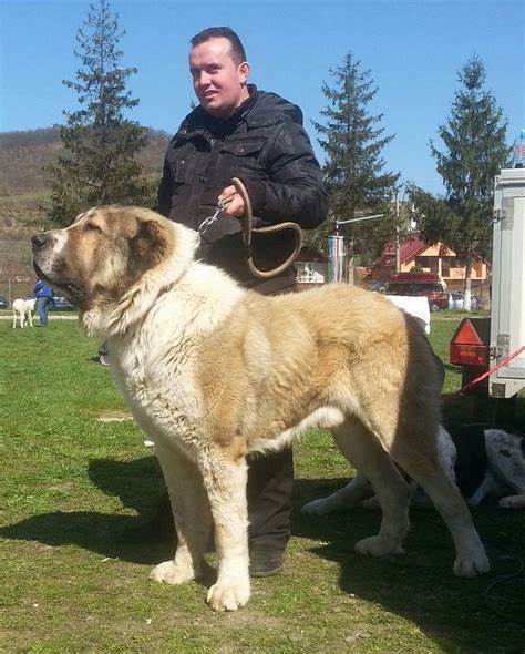 Central Asian Shepherd Dog