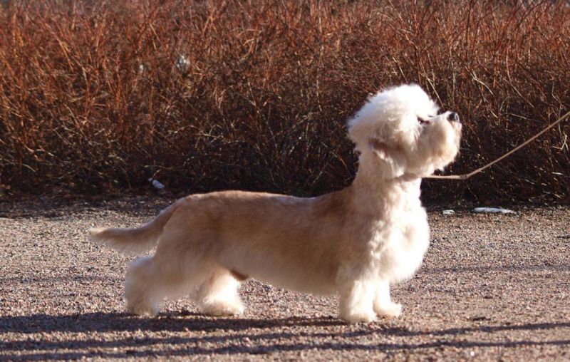 Danchester's Charles Townsend | Dandie Dinmont Terrier 