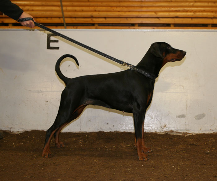 Aegishjalms Galdra Thokk | Black Doberman Pinscher