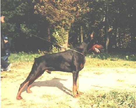 Vitovt Dar Felven | Black Doberman Pinscher