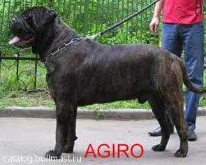 Bullstiff Nostra Agiro | Bullmastiff 