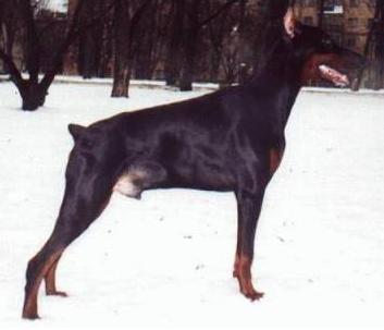 Galahead Dar Felven | Black Doberman Pinscher