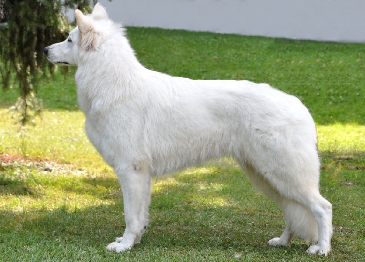 Lungoresina Idylle | White Swiss Shepherd Dog 