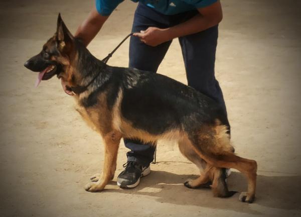 BlackWolf Jojo | German Shepherd Dog 