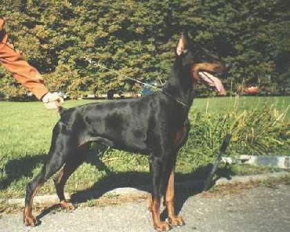 Galadriel Dar Felven | Black Doberman Pinscher