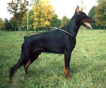 Durandal Dar Felven | Black Doberman Pinscher