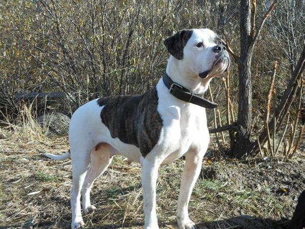 Tuil Bull Rufina | American Bulldog 