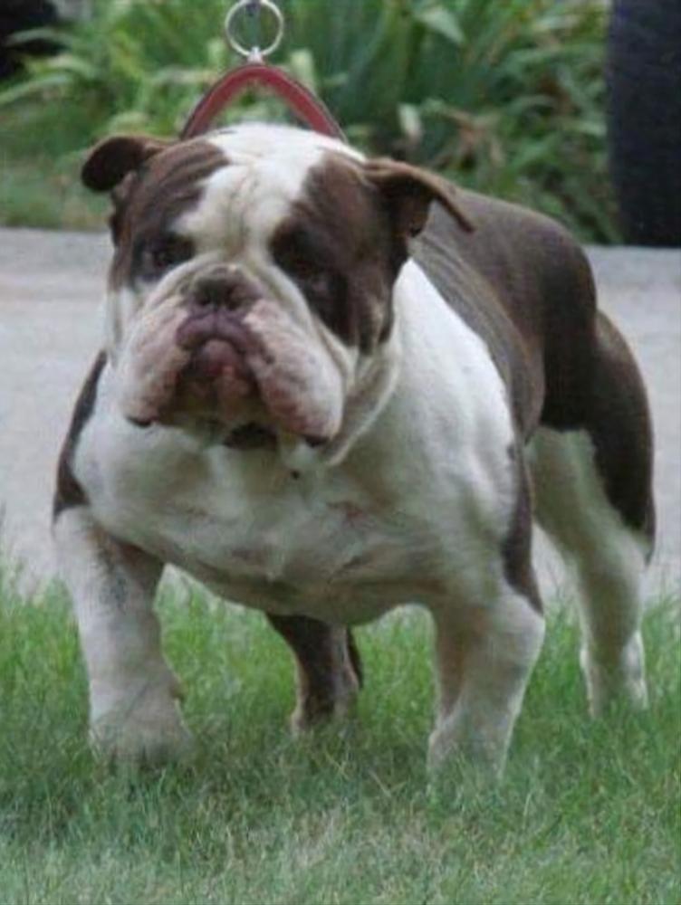 Warriors' Bishop | Olde English Bulldogge 