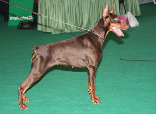 Haute Couture de Grande Vinko | Brown Doberman Pinscher