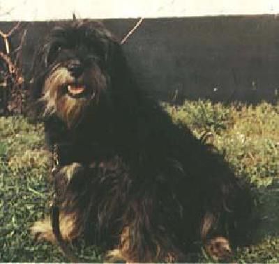 KRYSANTS TRASHI-DELEG | Tibetan Terrier 