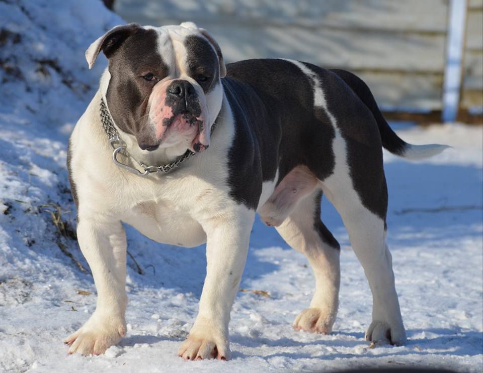 Flinstonebulls Drago | Olde English Bulldogge 