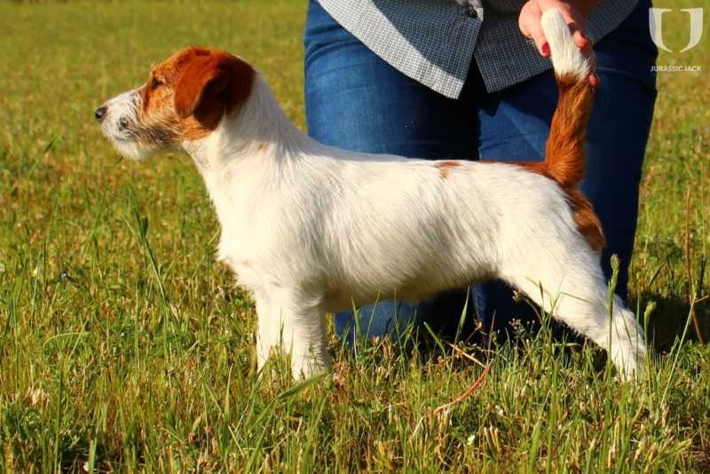 ELEN Colosseum | Jack Russell Terrier 