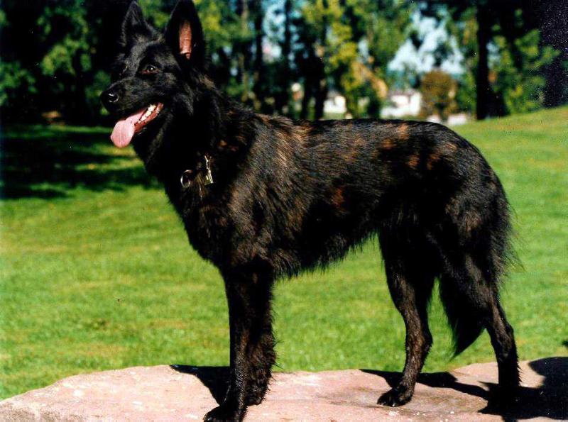 Maya du Mont Brabant | Dutch Shepherd 