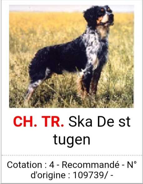 SKA de Saint Tugen | Brittany 