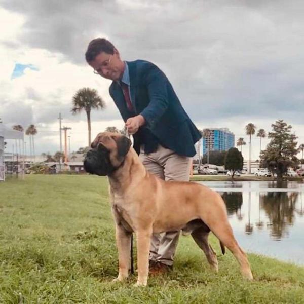 Bandog's SittingBull at Chato's | Bullmastiff 