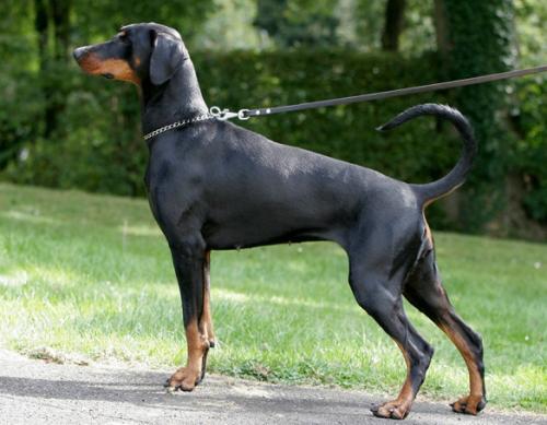 Lady Cenley v.d. Hydrastate | Black Doberman Pinscher