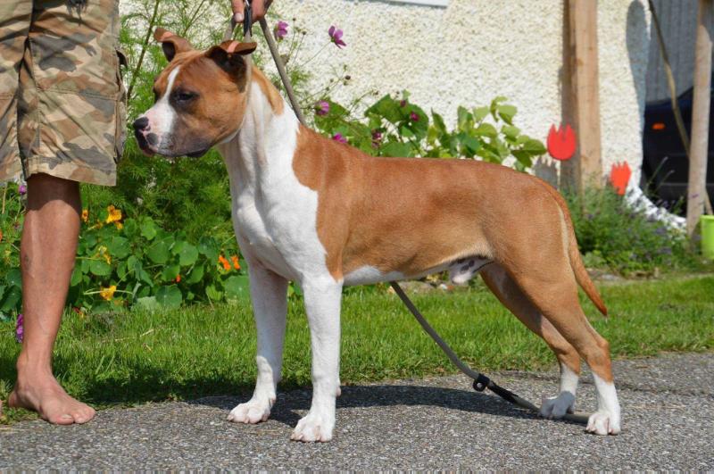 Power Brother's Never Die | American Staffordshire Terrier 