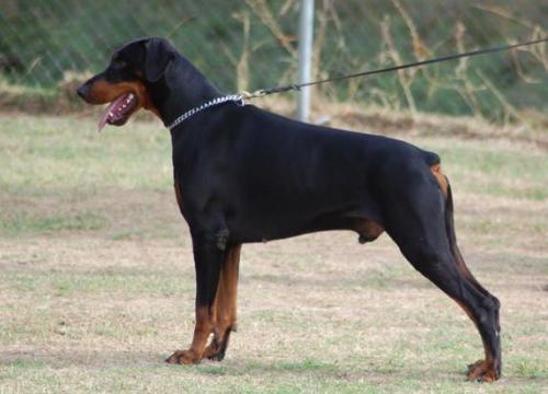 Eros de Dashlut | Black Doberman Pinscher