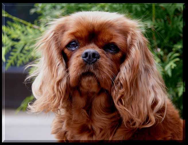 Grace Kelly Vom Erlenbacher-Hemmerich | Cavalier King Charles Spaniel 