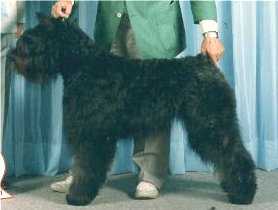 Sanrick's Lady Diana | Bouvier des Flandres 