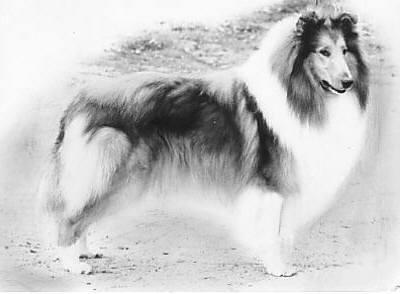 Sandiacre Star Billing | Rough Collie 