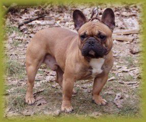 ANTONY CIERNY DYM | French Bulldog 