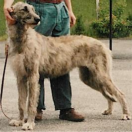 Mighty Hunter's El Eyjesha | Irish Wolfhound 