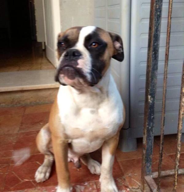 Picchiotti's Carlitos Brigante | American Bulldog 