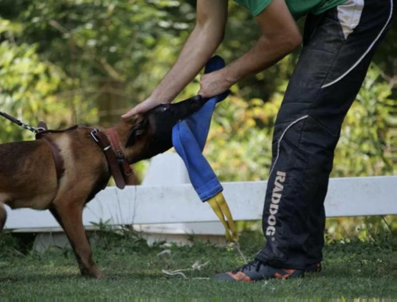 Pharaona De Southernwind | Belgian Malinois 