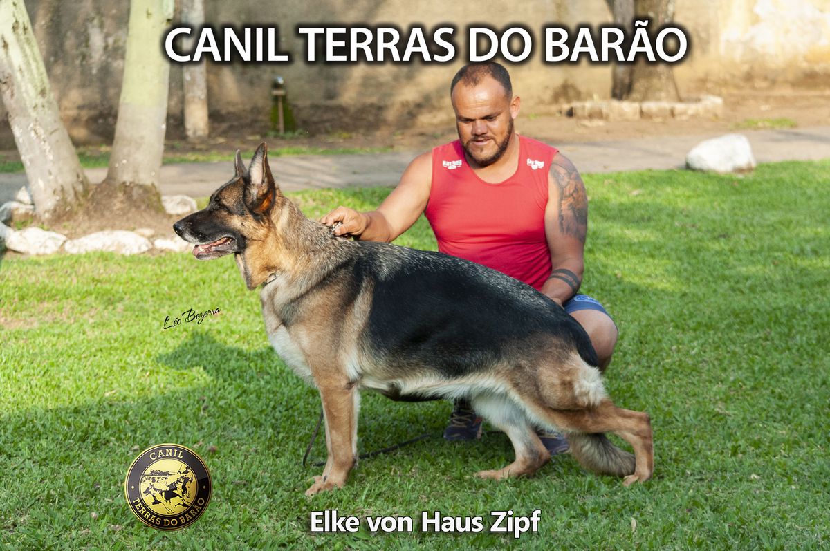Elke von Haus Zipf | German Shepherd Dog 