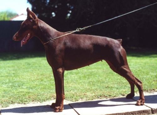 Pretty Woman de Fassano | Brown Doberman Pinscher