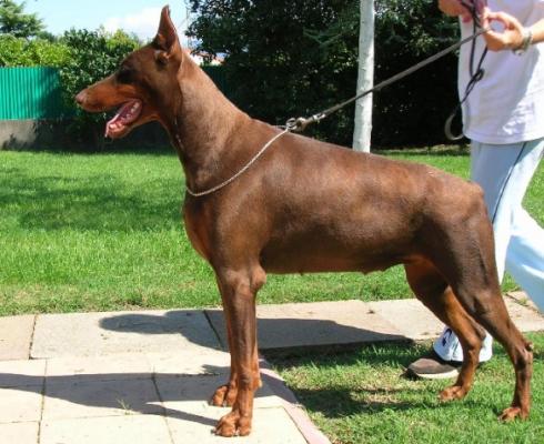 Sheeva Shine de Fassano | Brown Doberman Pinscher