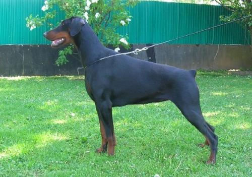 Bella Storia de Fassano | Black Doberman Pinscher