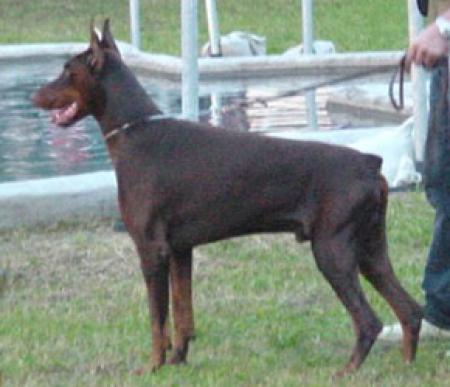 Narvaez Ramon del Citone | Brown Doberman Pinscher