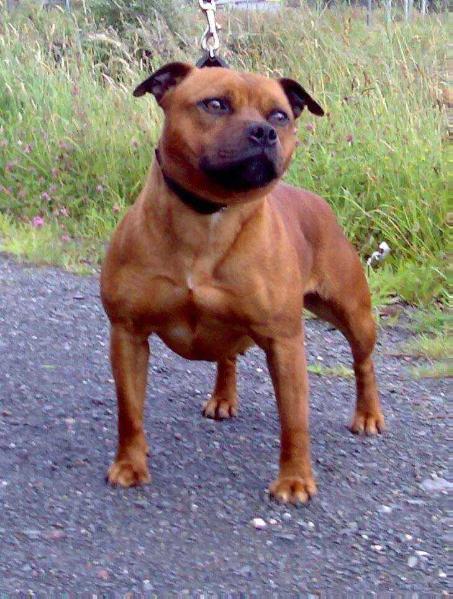 Mercury Girl | Staffordshire Bull Terrier 