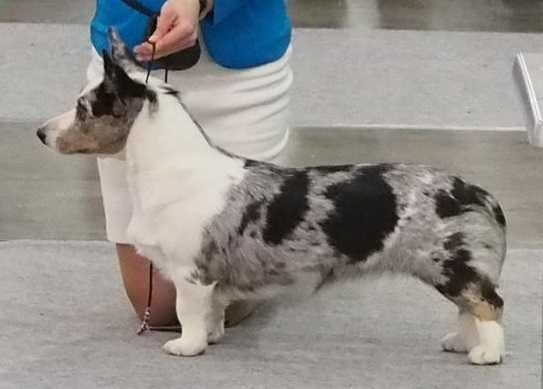 Yukke-Yuu Midzurio iz Astrograda | Cardigan Welsh Corgi 