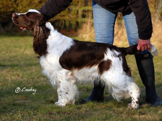 Mompesson Celebrity | English Springer Spaniel 