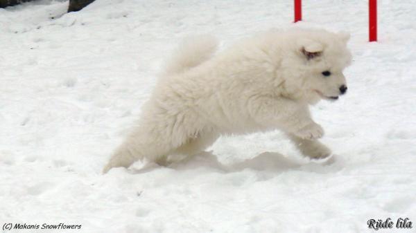 Makanis Snowflowers Castor | Samoyed 