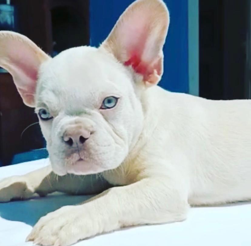 Alpin's Ice of D.S Frenchies | French Bulldog 