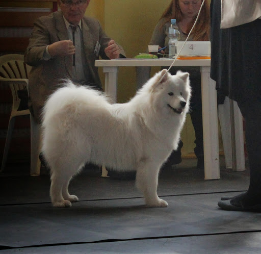 ANTARCTIC PRINCESS O'MARK Virta Valo | Samoyed 