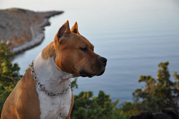 Onix Onassis Best of London | American Staffordshire Terrier 