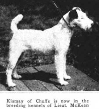 Kismay of Chuffs (~1918) | Wire Fox Terrier 