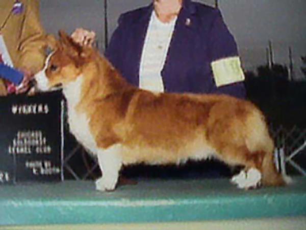 Davenitch Sand Piper | Cardigan Welsh Corgi 