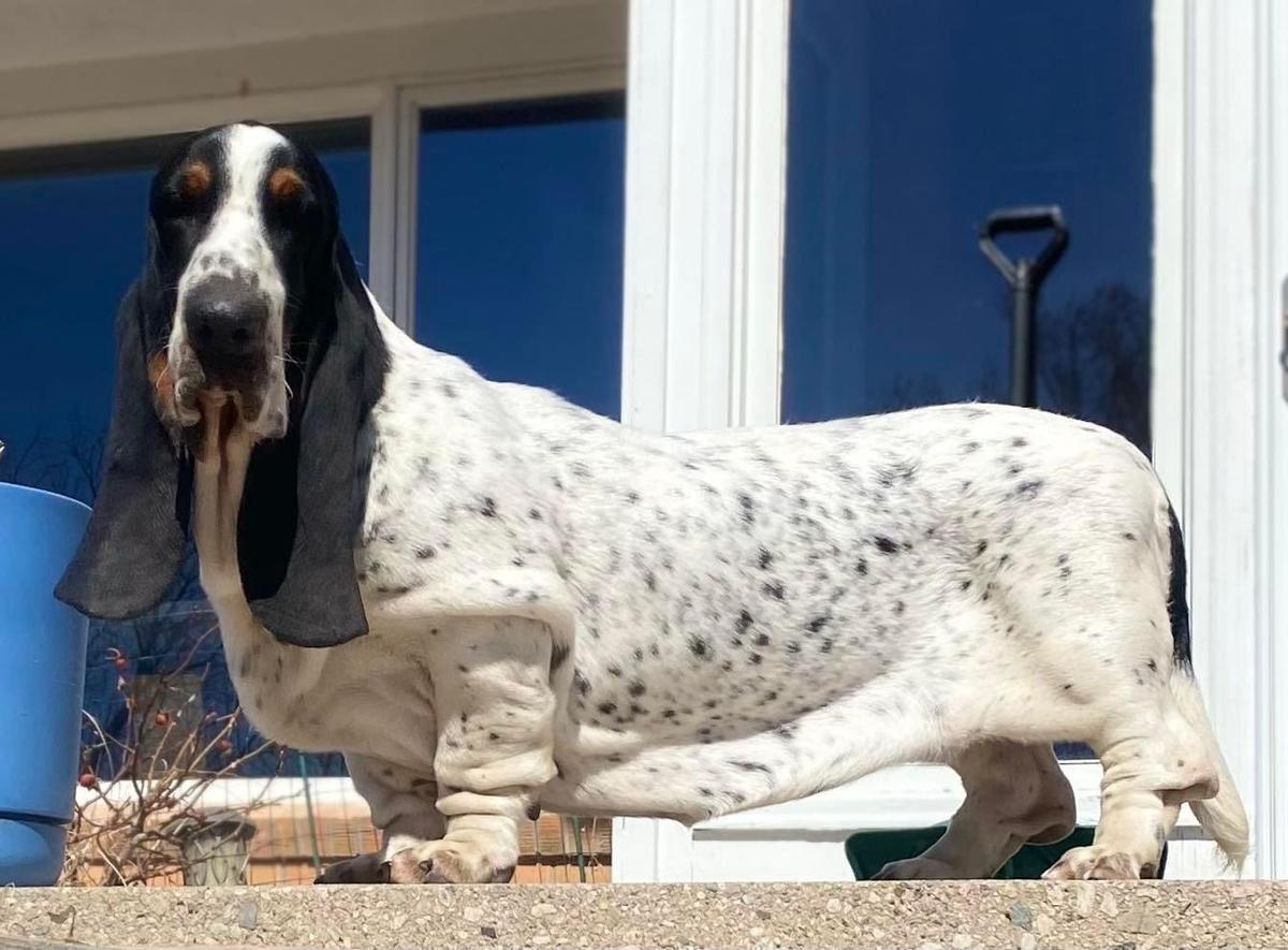 Big Long Blues Butterfly | Basset Hound 