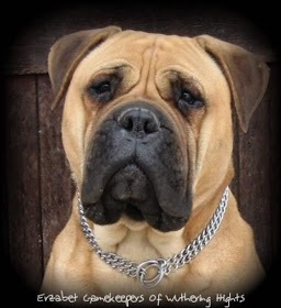 Erzabet Gamekeepers of Wuthering Hights | Bullmastiff 