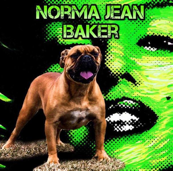 Norma Jean Baker of Monster OEB | Olde English Bulldogge 